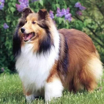 Collie in the Garden