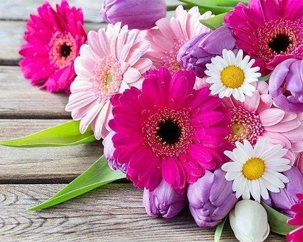 Colorful Daisies