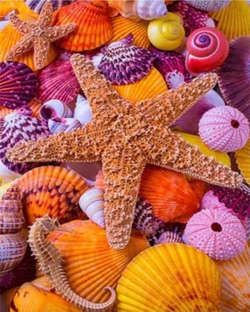 Colorful Star and Sea Shells