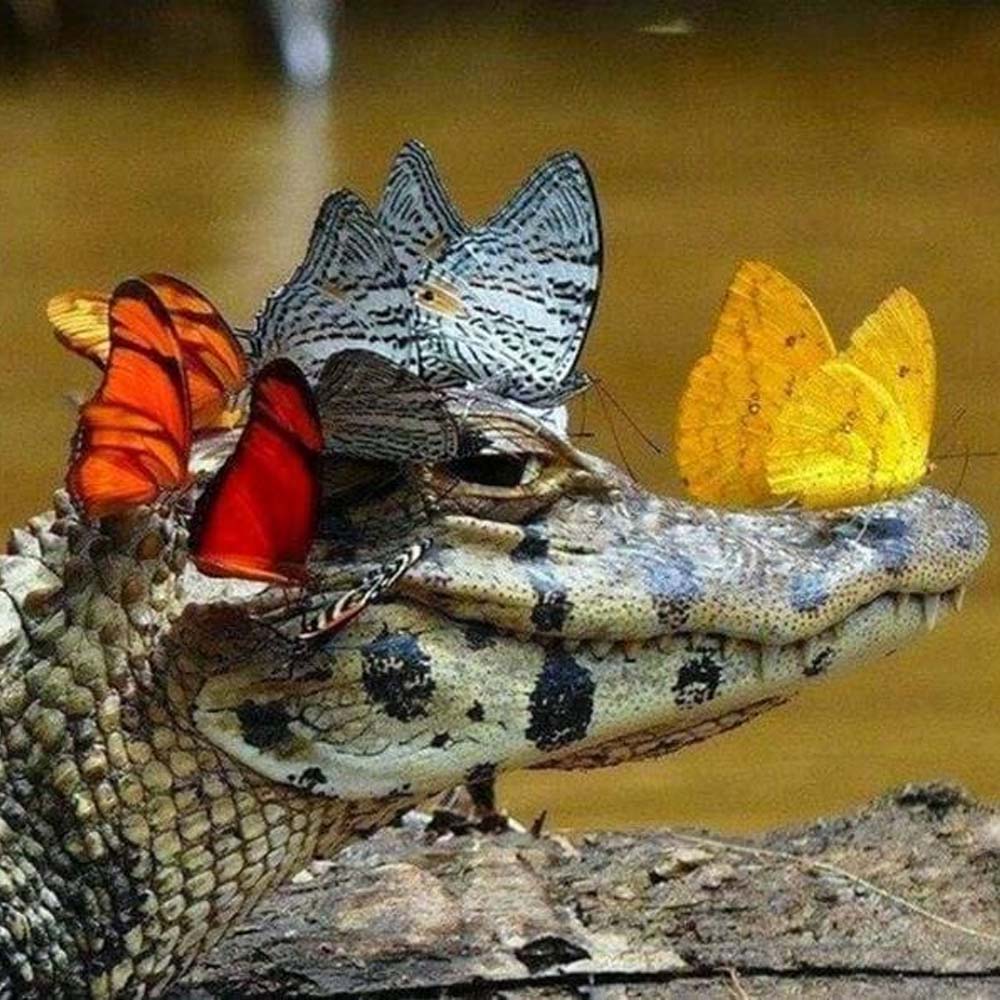 Crocodile and Butterflies