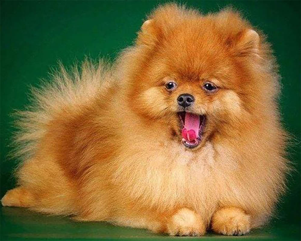 Cute Dog