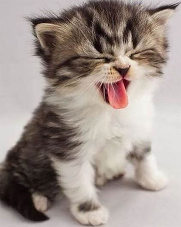 Cute Kitten
