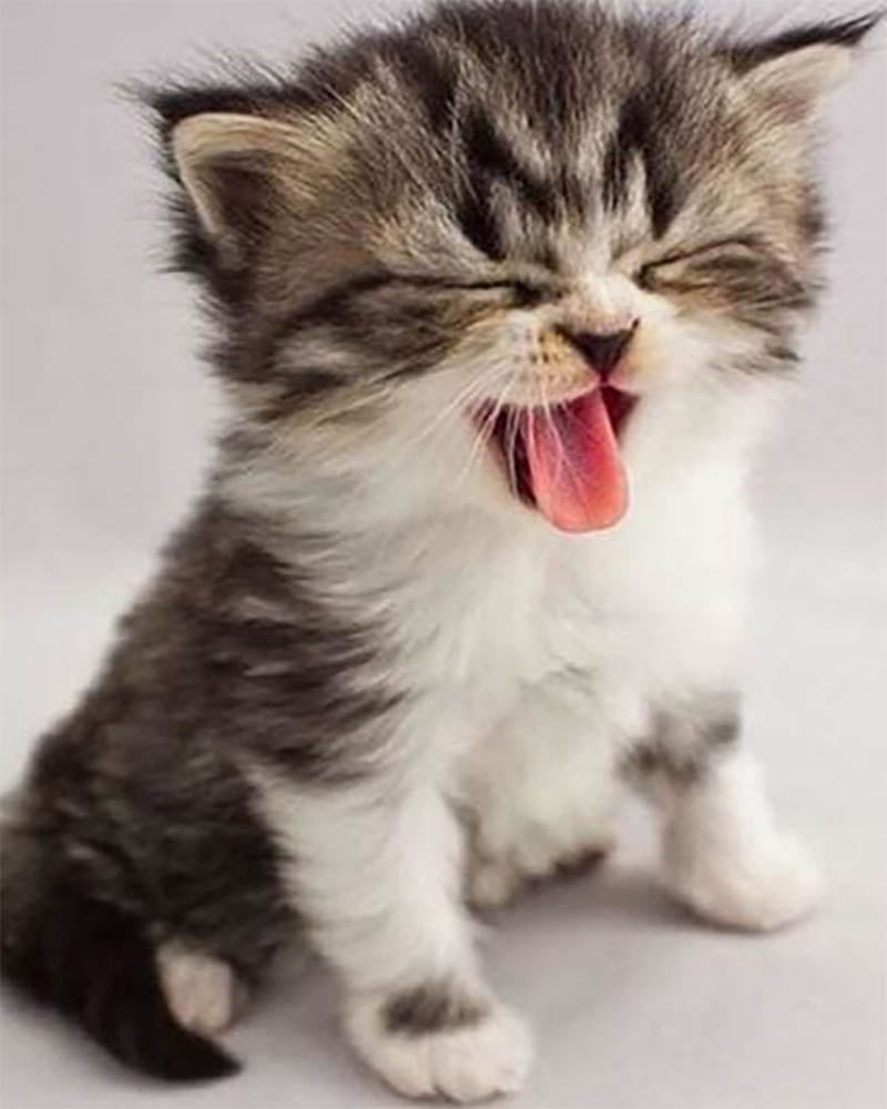 Cute Kitten