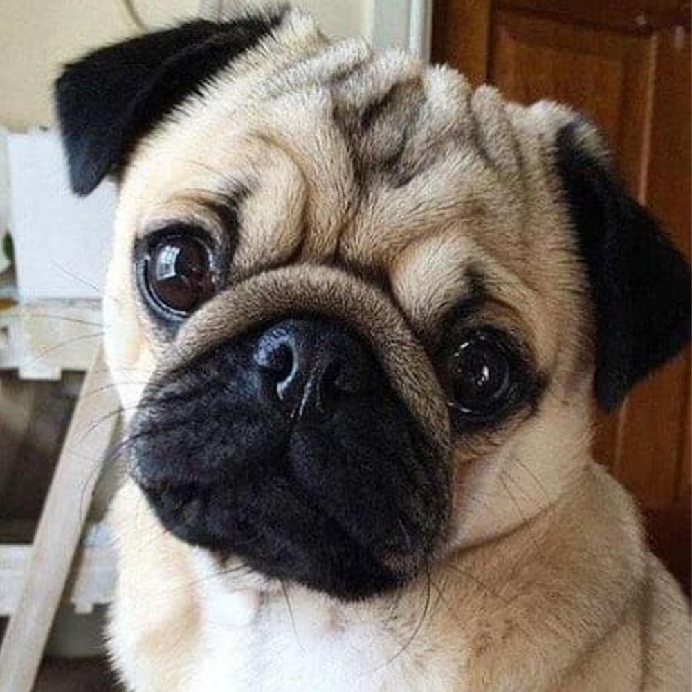 Cute Pug