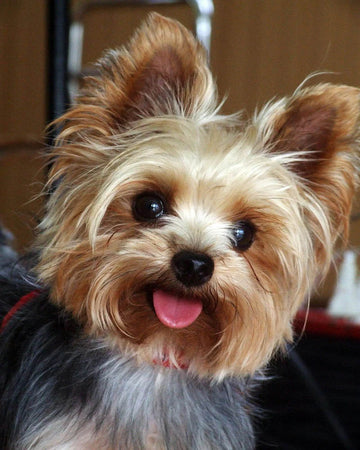 Cute little dog