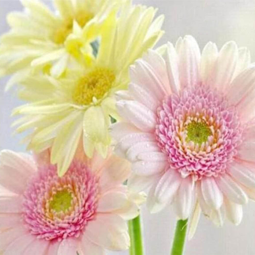 Daisies in Pastel Colors