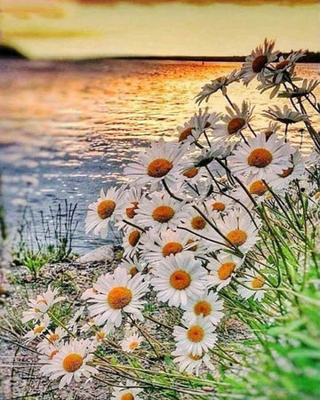Daisies near the Lake