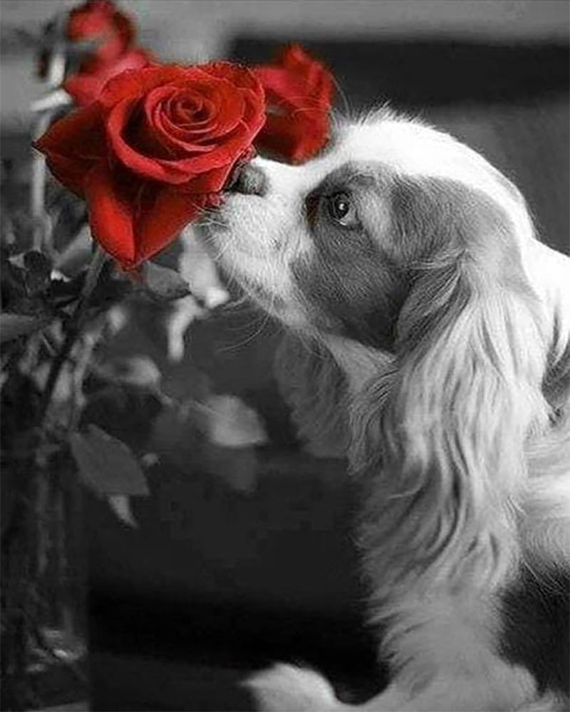 Dog and Rose