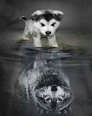 Dog and Wolf Reflection