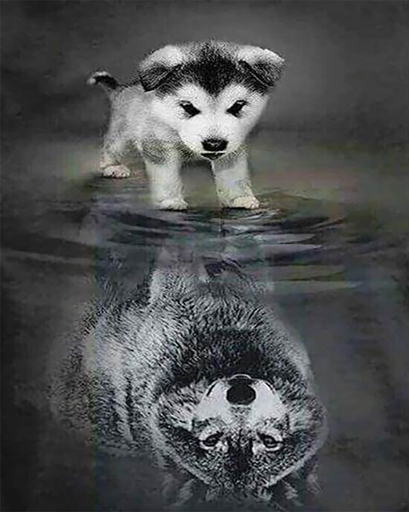 Dog and Wolf Reflection