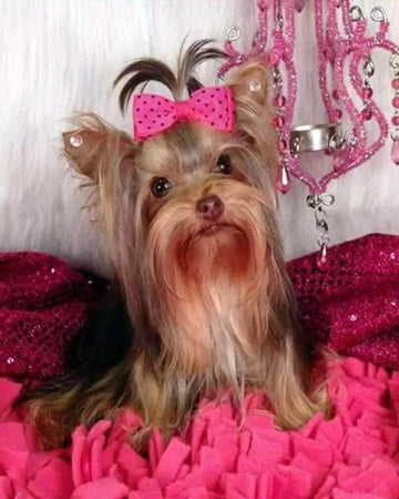 Dog and pink background
