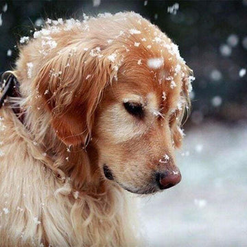 Dog in the Snow