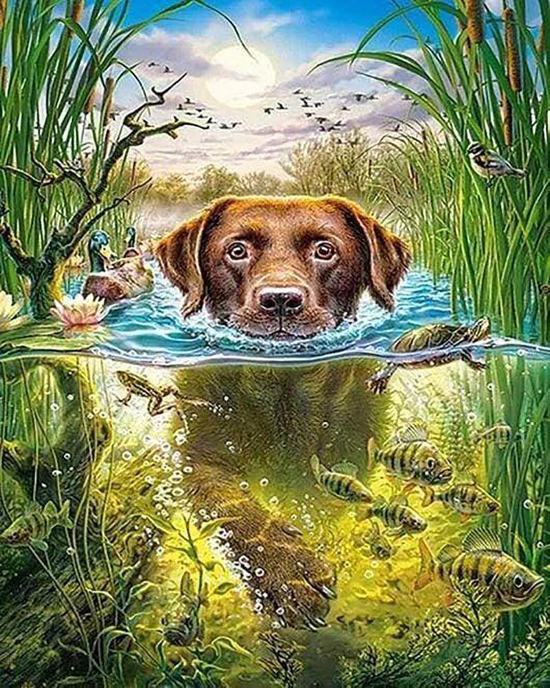 Dog in the stream