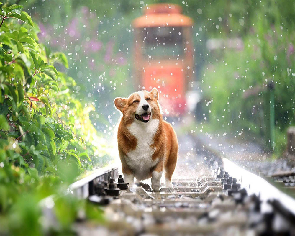 Dog on rails
