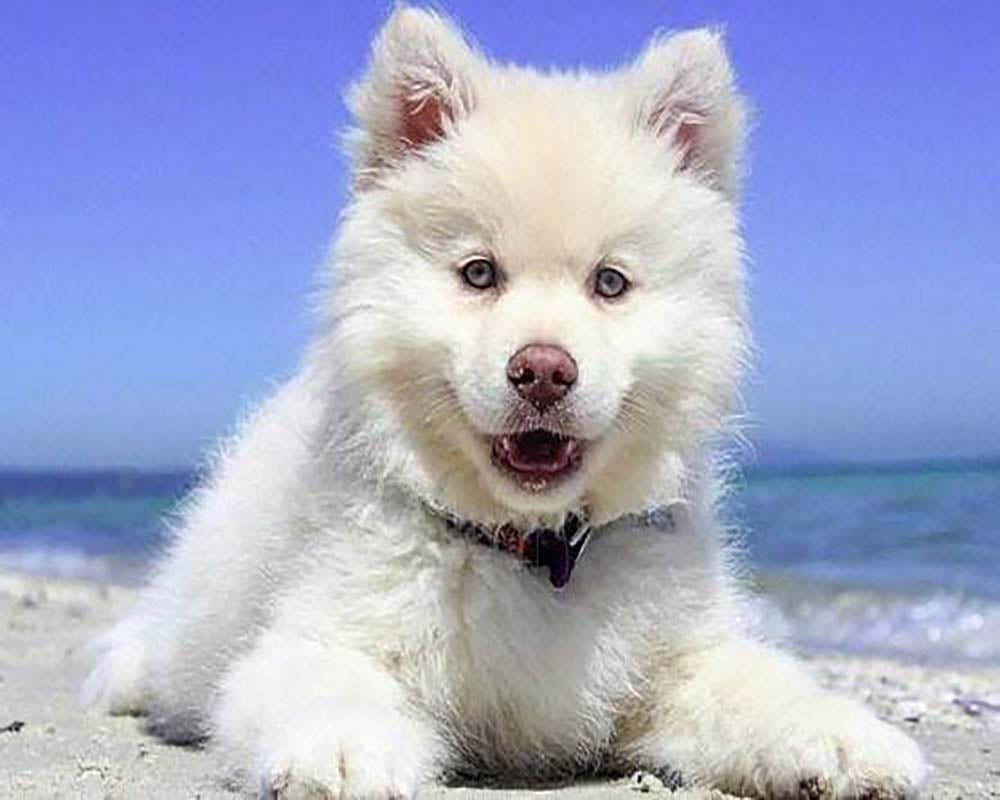 Dog on the Beach