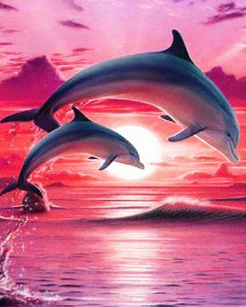 Dolphins at sunset