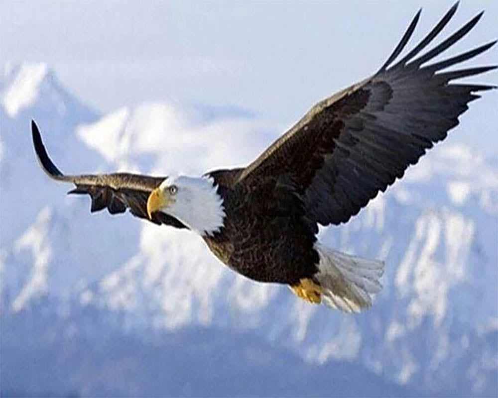 Eagle in Flight