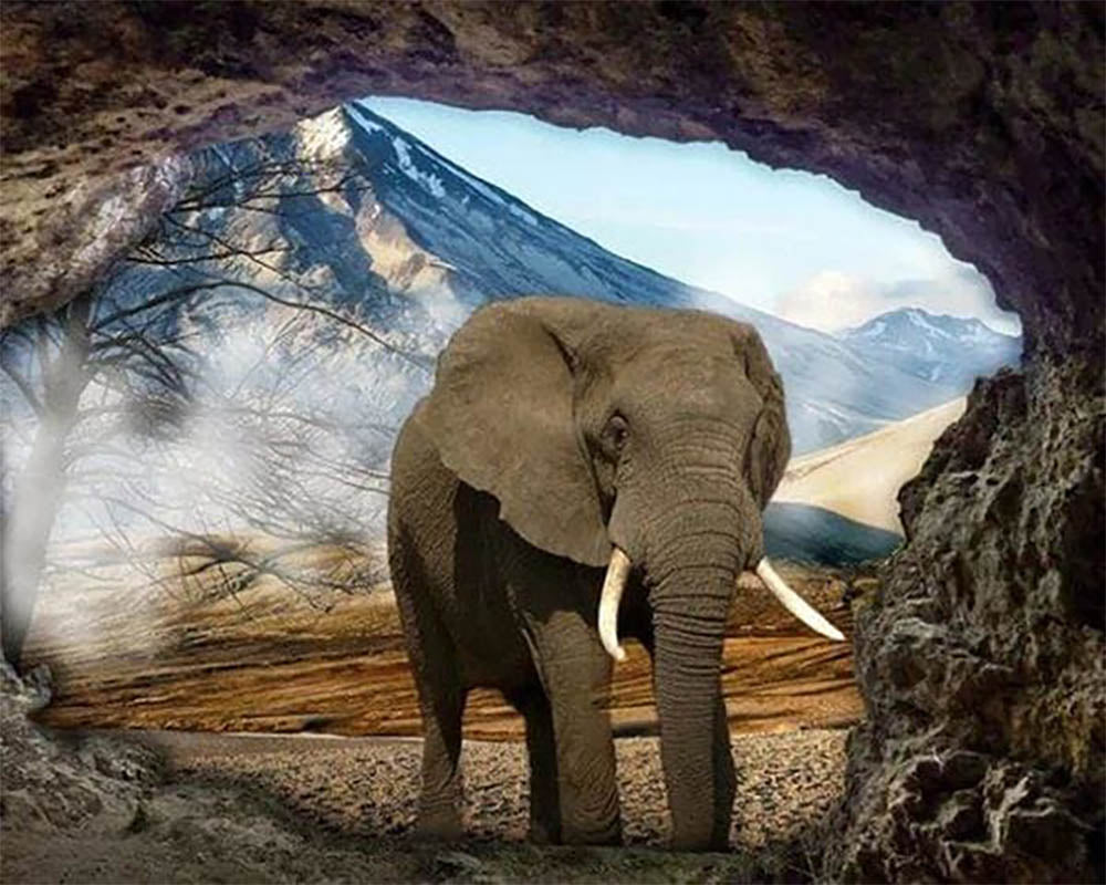 Elephant View