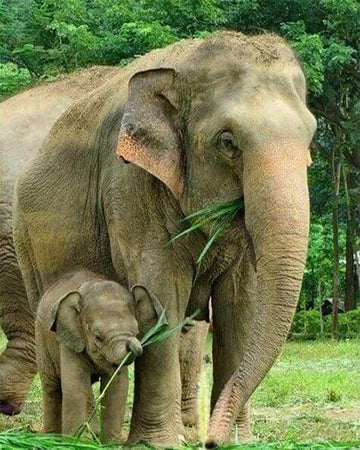 Elephant and Newborn