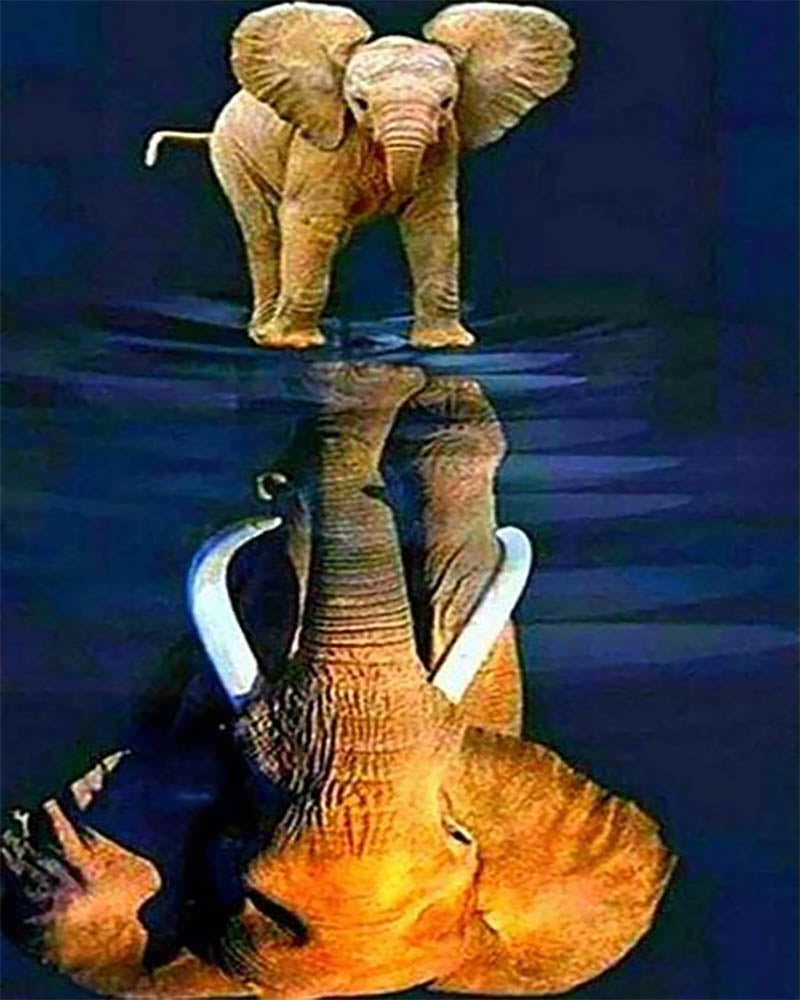 Elephant and its reflection