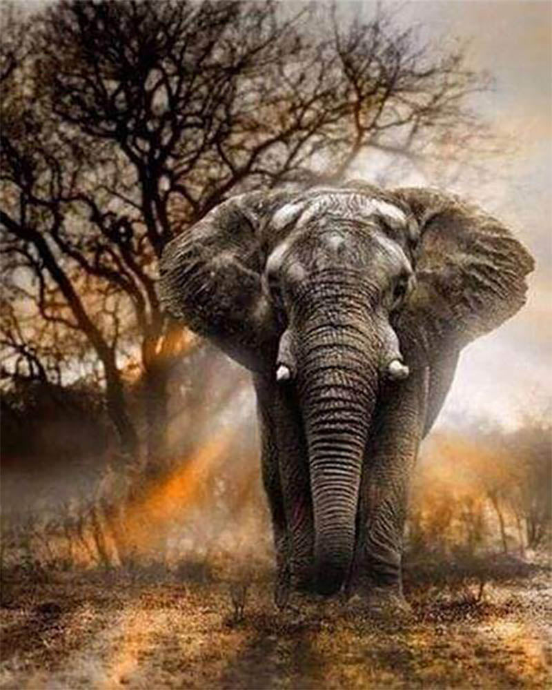Elephant in the Savanna