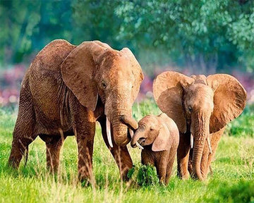 Elephants Family