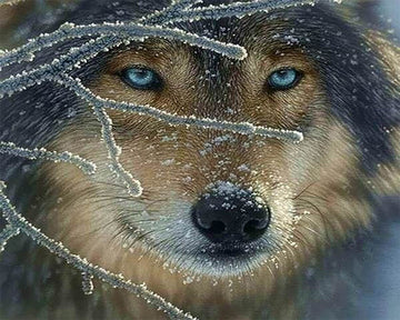 Face of Wolf
