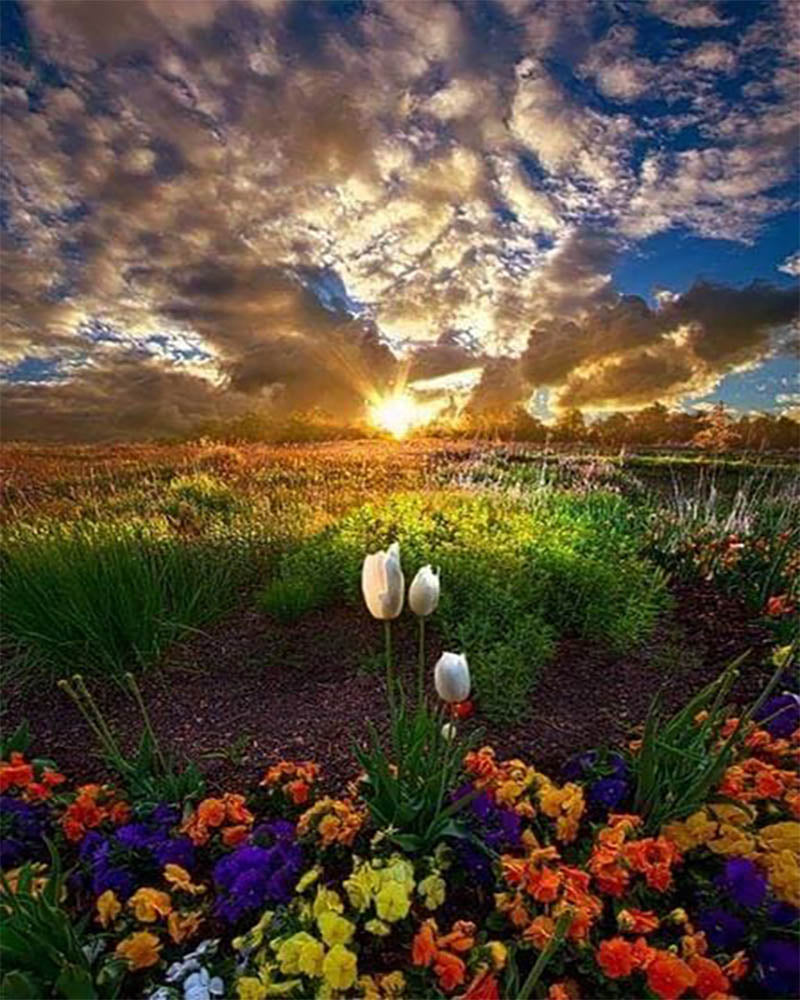 Field of Flowers