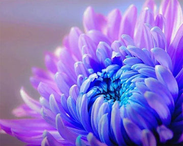 Flower Blossom