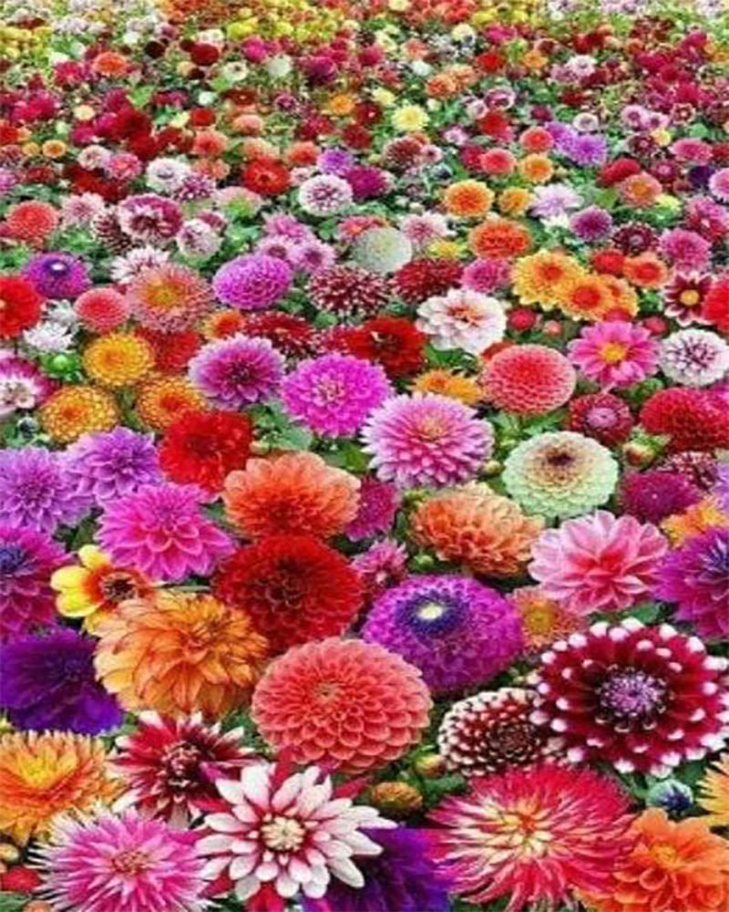 Flower Field