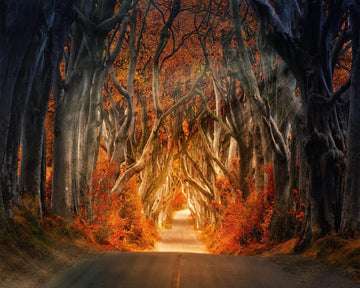 Forest road