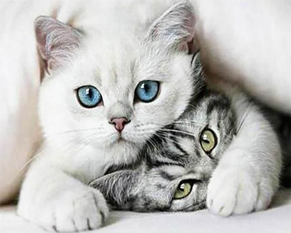 Friends Cats
