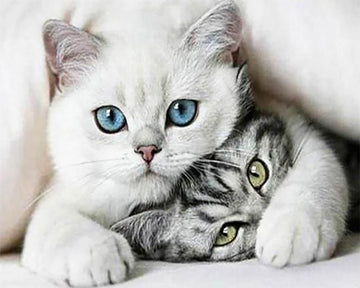 Friends Cats
