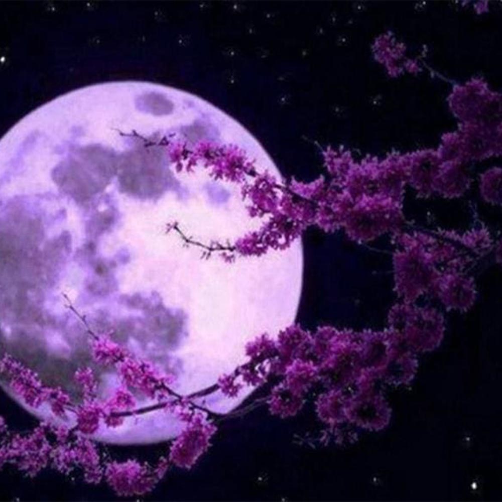 Full Moon and Flowers