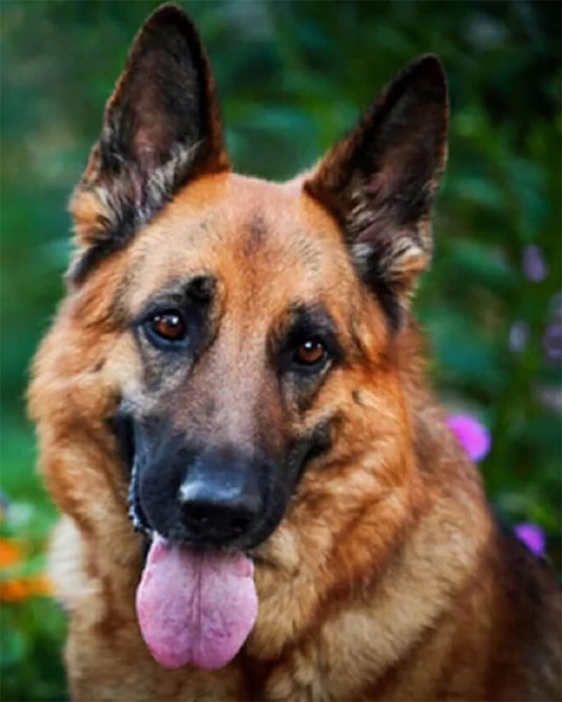 German Shepherd