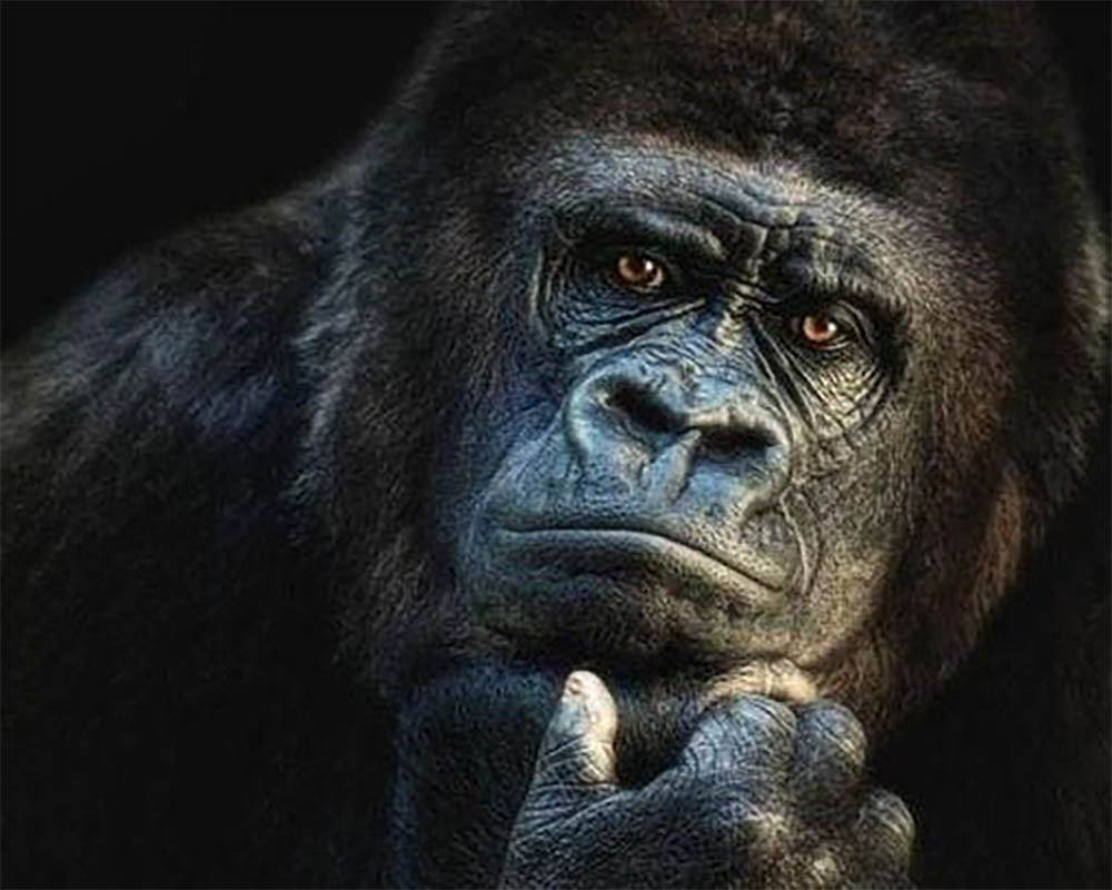 Gorilla