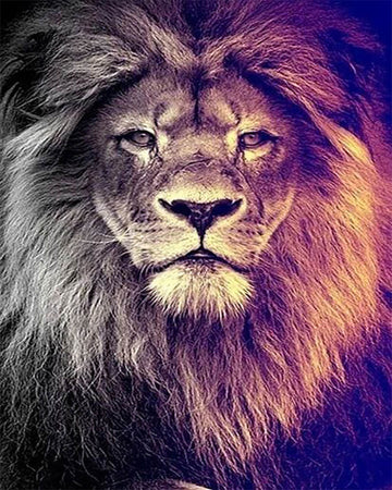 Grand Lion Portrait