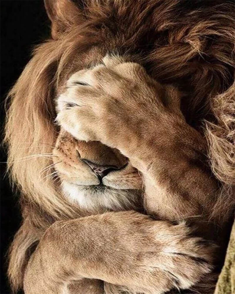 Hiding Lion