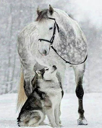 Horse & Wolf in the Snow