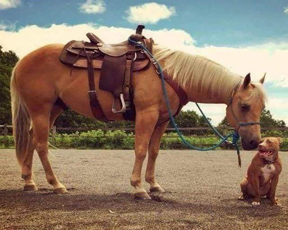 Horse and Dog