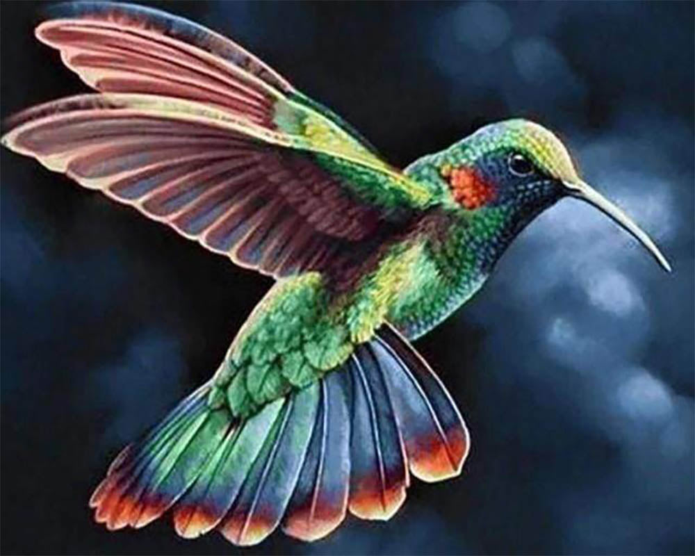 Hummingbird in the Night