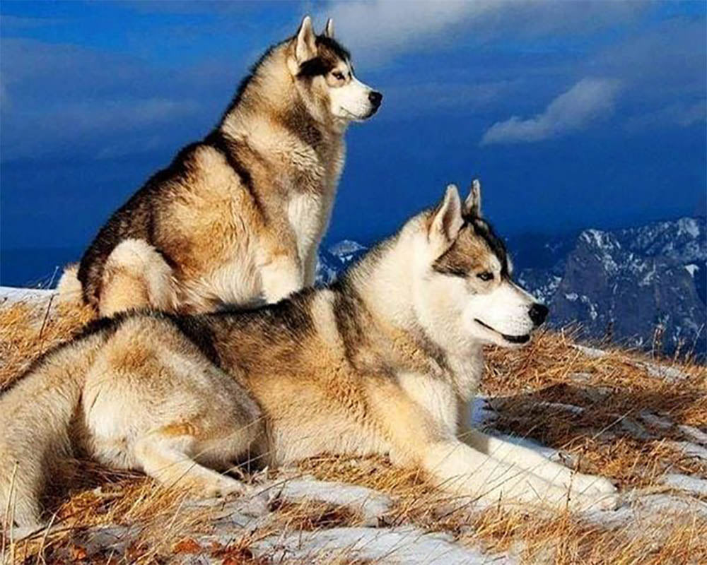 Huskies