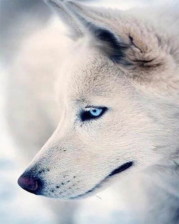 Husky Portrait