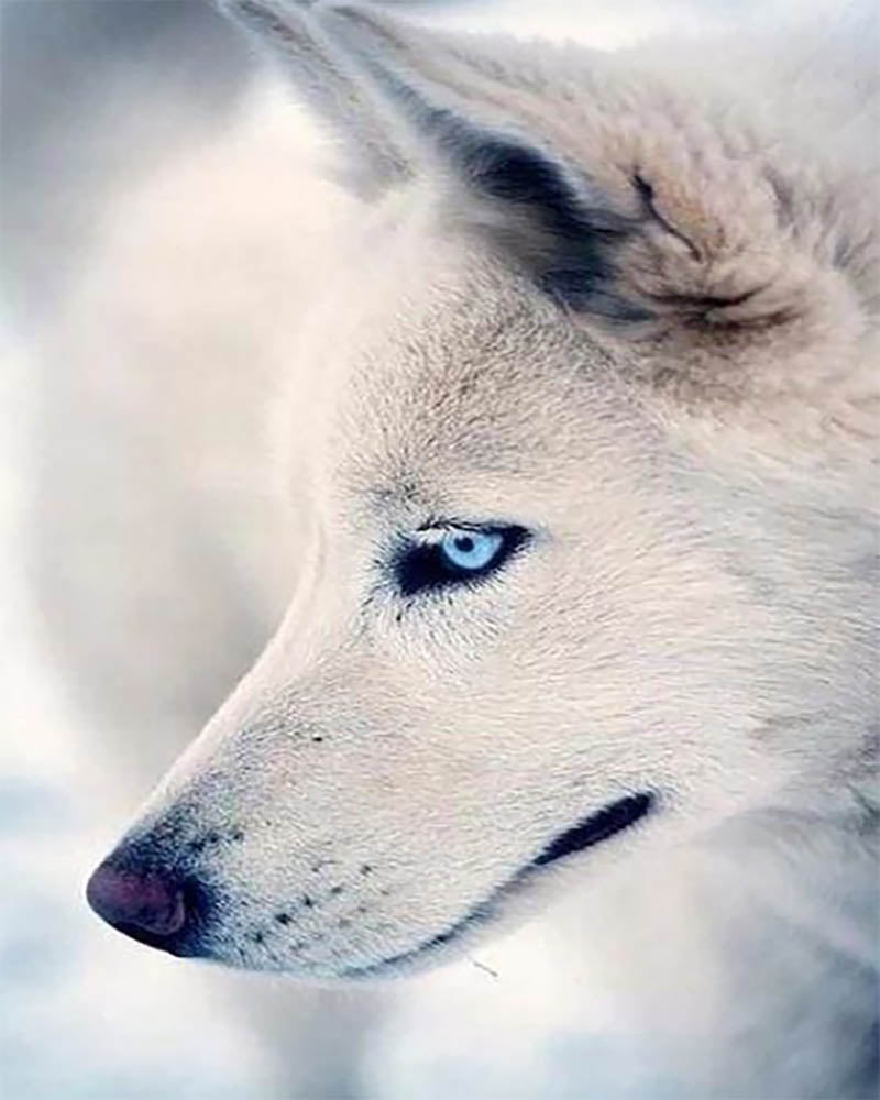 Husky Portrait