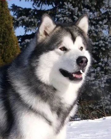 Husky in Winter