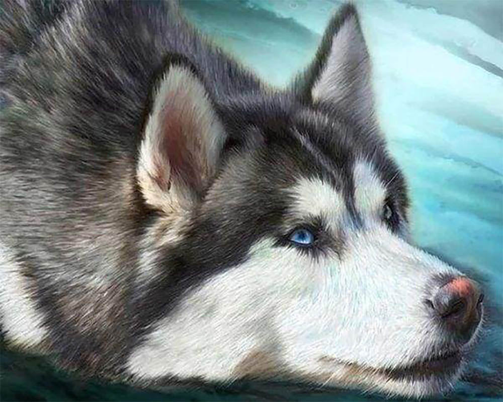 Husky with blue eyes
