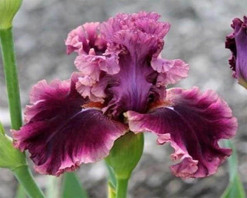 Iris Flower