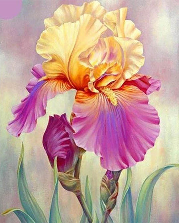 Iris bicolor