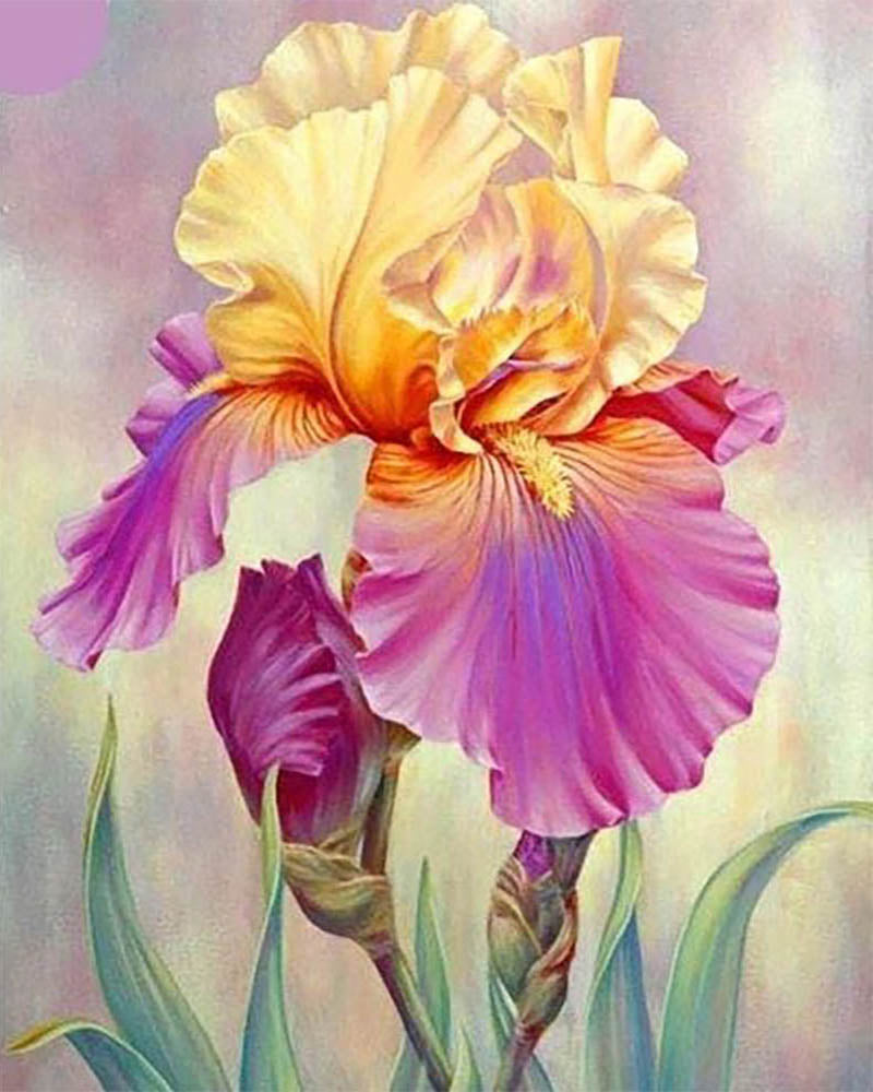 Iris bicolor