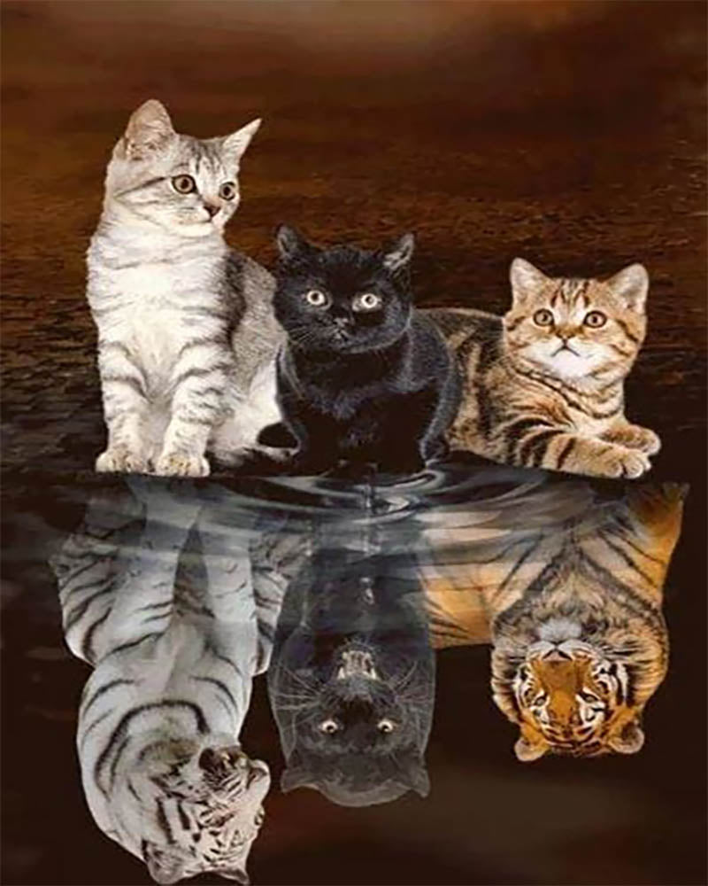 Kitten Reflection